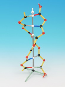 DNA model kit DNA model kit